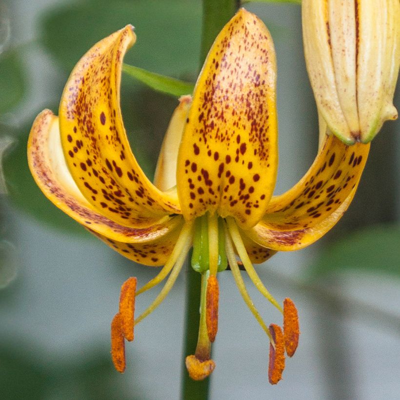 Türkenbund-Lilie Peppard Gold - Lilium martagon (Blüte)