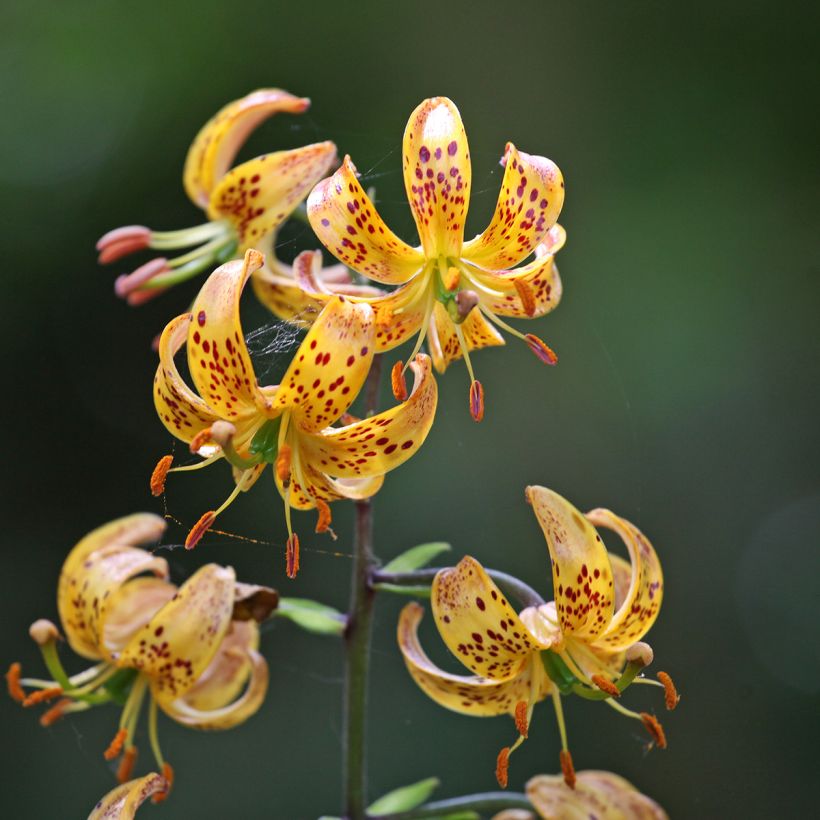 Türkenbund-Lilie Sunny Morning - Lilium martagon (Blüte)