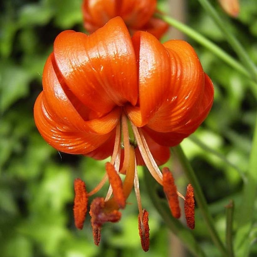 Korallen-Lilie - Lilium pumilum (Blüte)