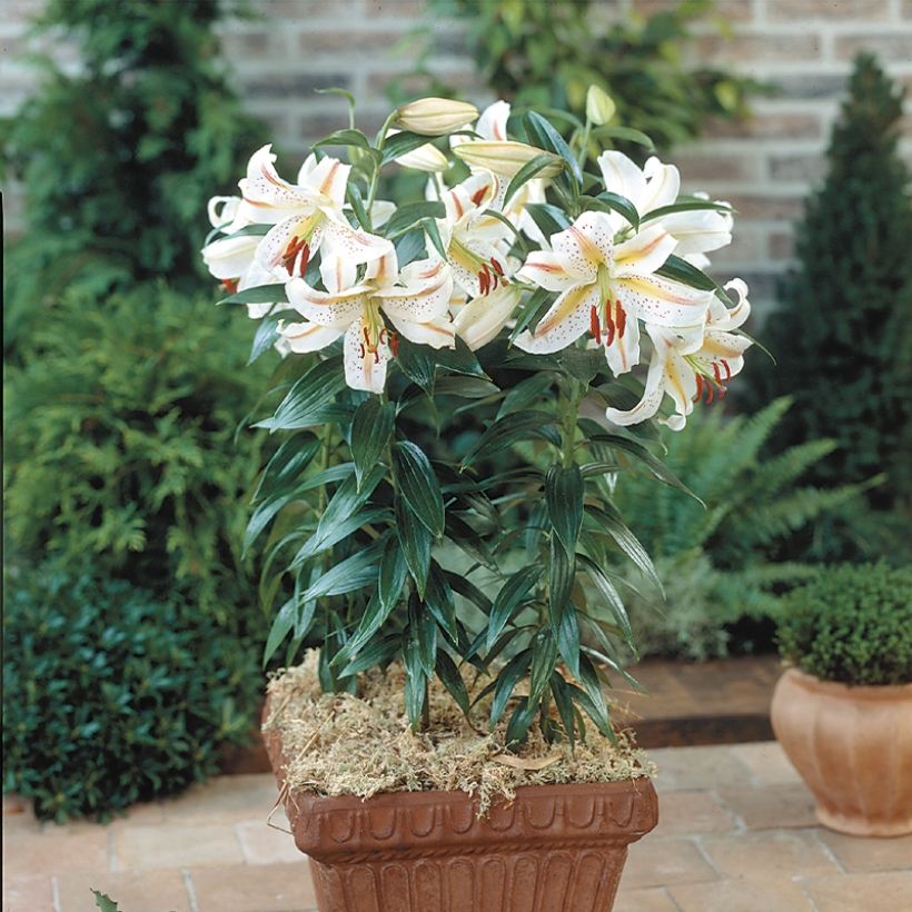 Orientalische Lilie Garden Party - Lilium (Hafen)