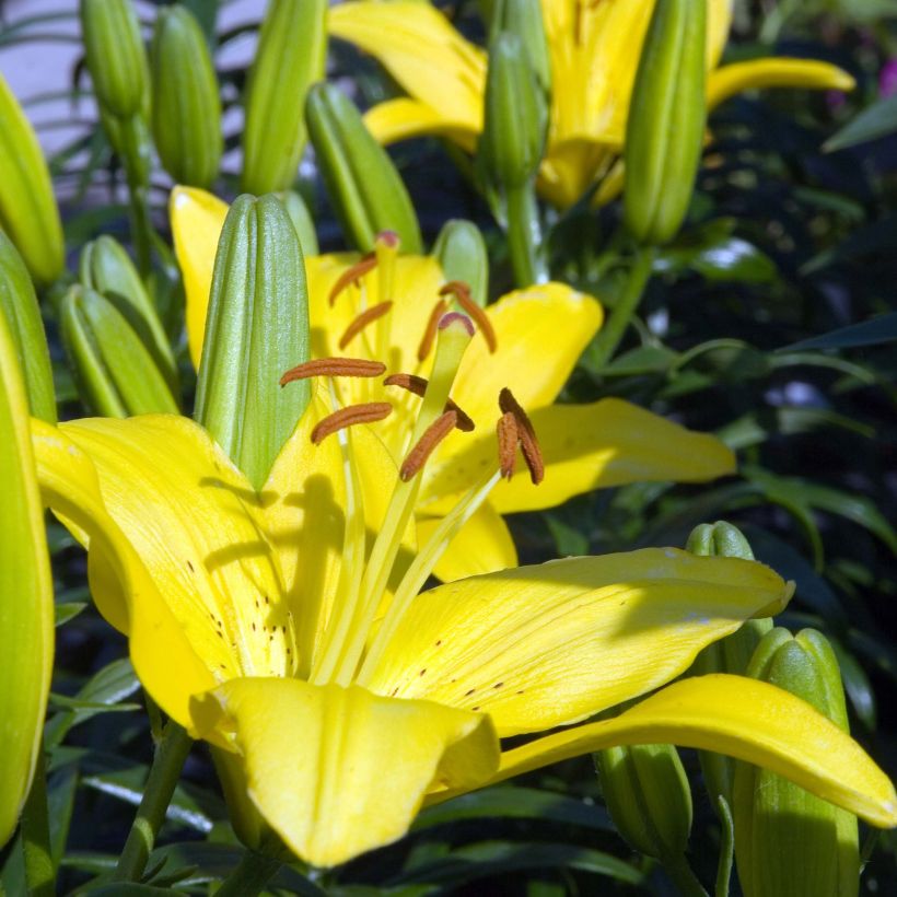 Orientalische Lilie Butter Pixie - Lilium (Blüte)