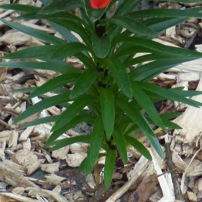 Orientalische Lilie Crimson Pixie - Lilium (Laub)