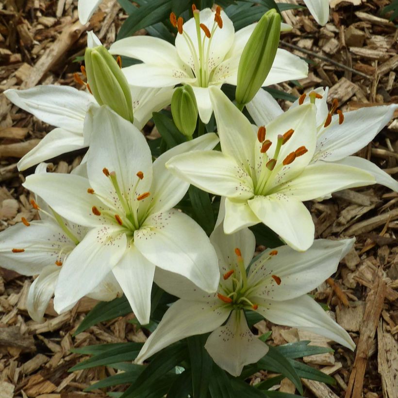 Orientalische Lilie Ivory Pixie - Lilium (Blüte)