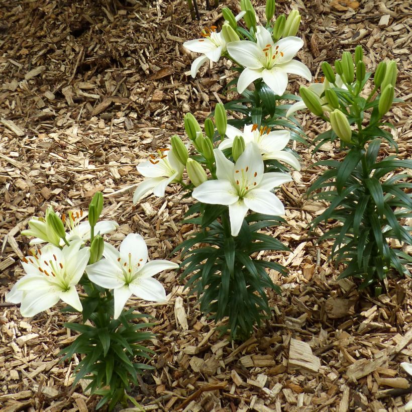 Orientalische Lilie Ivory Pixie - Lilium (Hafen)