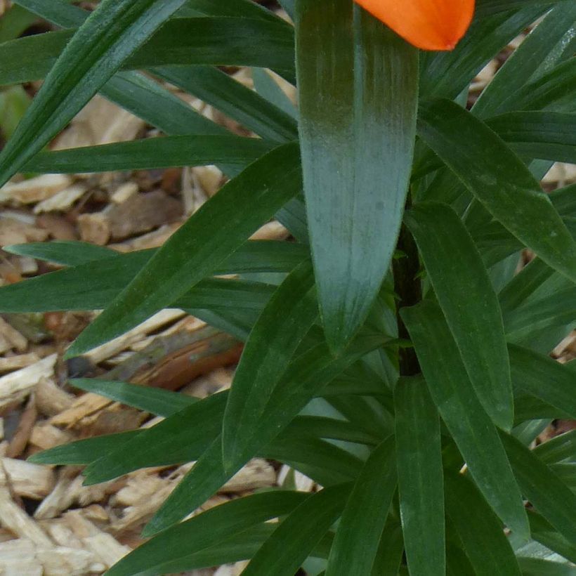 Orientalische Lilie Orange Pixie - Lilium (Laub)