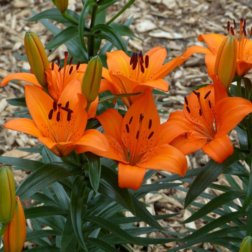 Orientalische Lilie Orange Pixie - Lilium (Blüte)