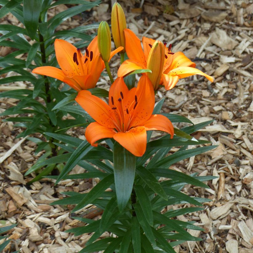 Orientalische Lilie Orange Pixie - Lilium (Hafen)