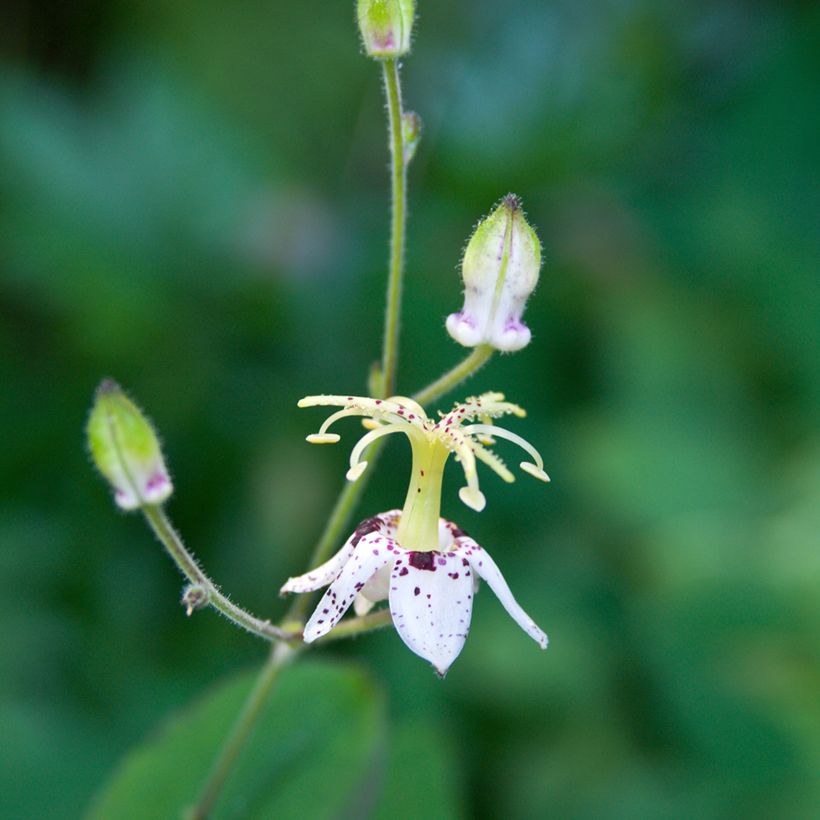 Tricyrtis macropoda - Krötenlilie (Blüte)