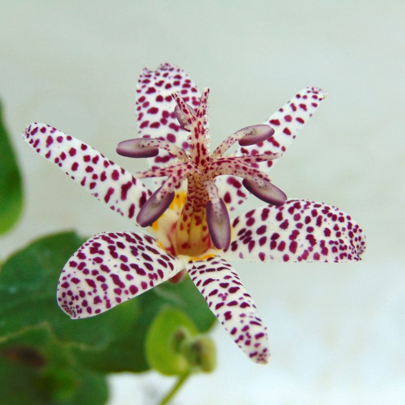 Tricyrtis formosana - Krötenlilie (Blüte)