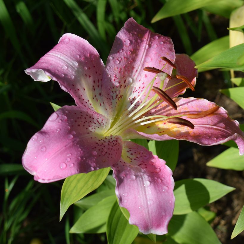 Orientalische Lilie Josephine - Lilium oriental (Blüte)