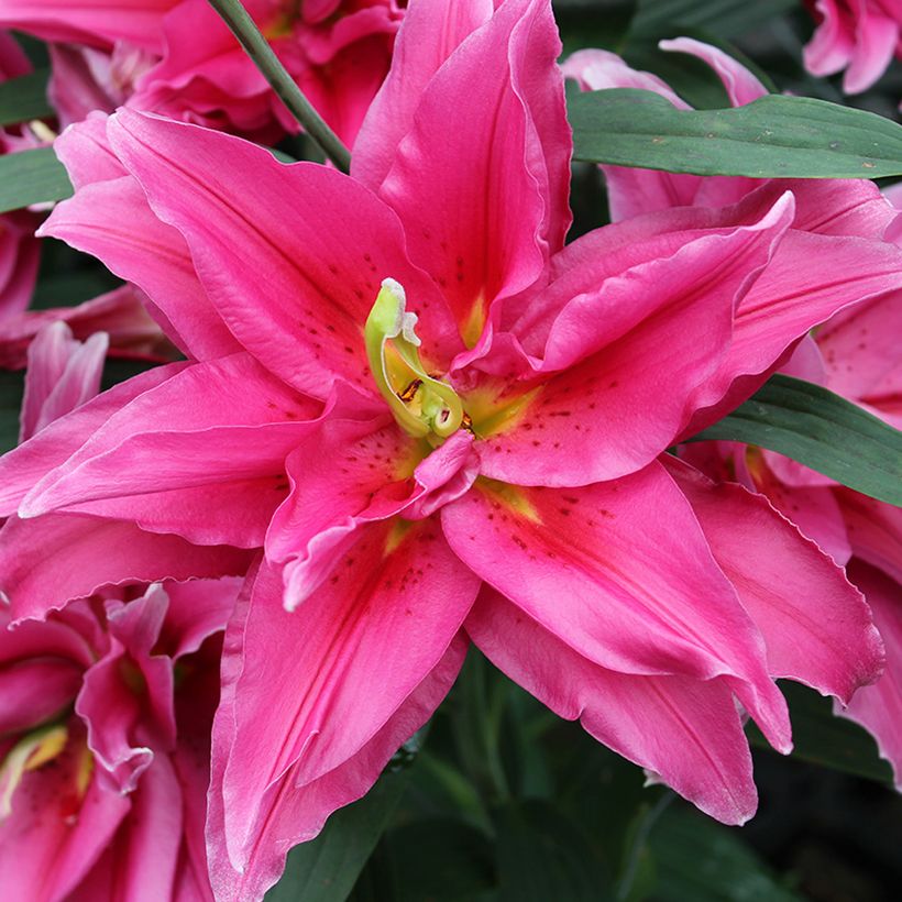 Orientalische Lilie Roselily Elena - Lilium (Blüte)