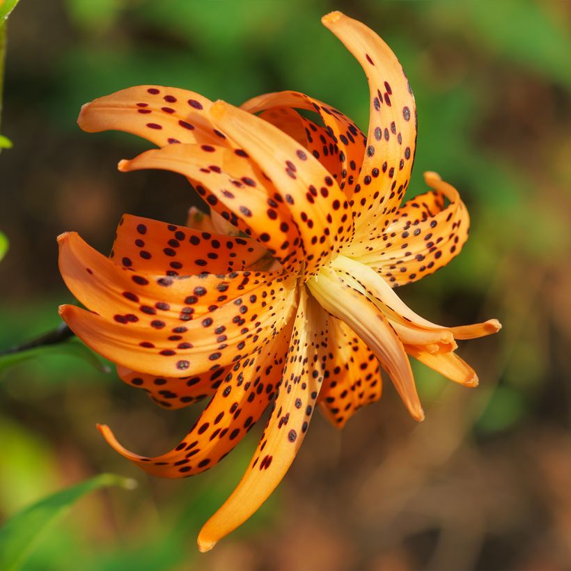 Tiger-Lilie Flore Pleno - Lilium lancifolium (Blüte)