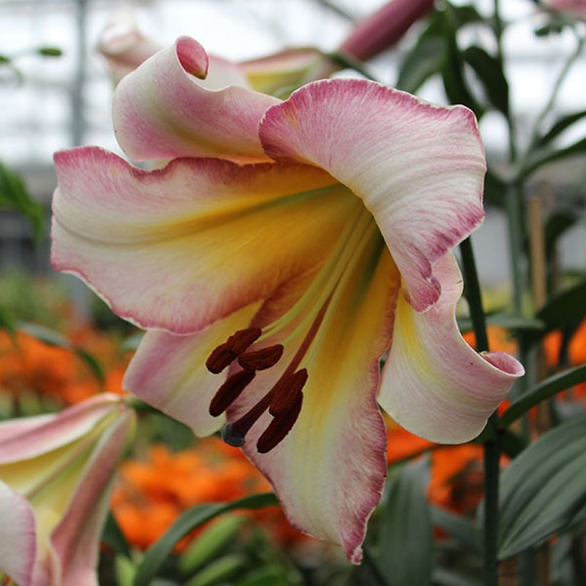 Orientalische Lilie Beijing Moon - Lilium (Blüte)