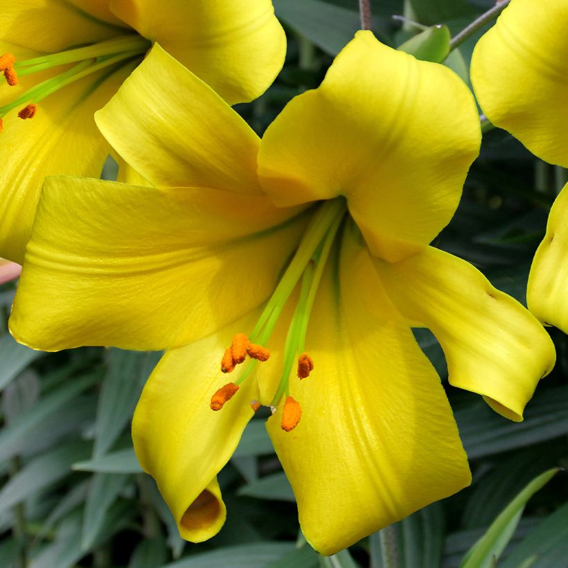 Orientalische Lilie Golden Splendor - Lilium (Blüte)