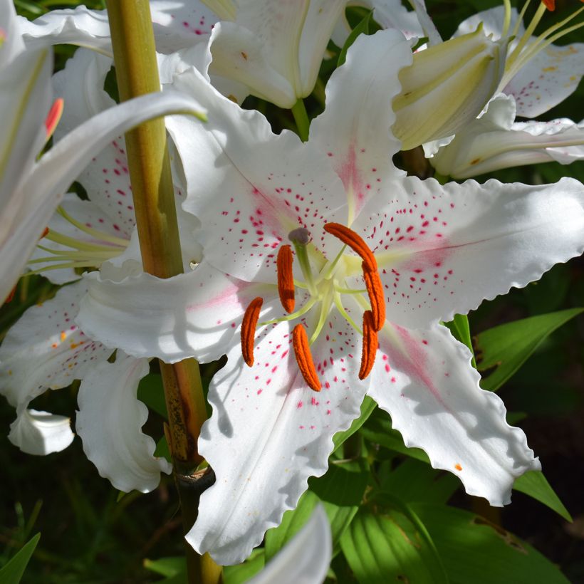 Orientalische Lilie Muscadet - Lilium (Blüte)