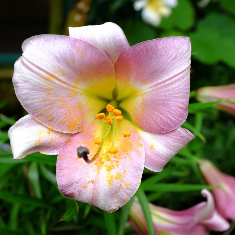 Orientalische Lilie Pink Perfection - Lilium (Blüte)