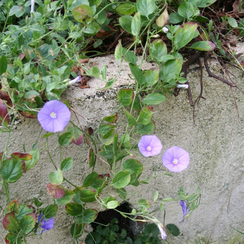 Convolvulus sabatius Compacta - Kriechende Winde (Hafen)