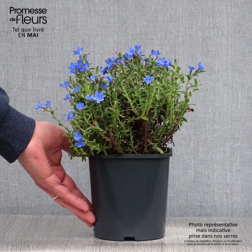 Exemplar von Steinsame Heavenly Blue - Lithodora diffusa wie im Frühjahr geliefert