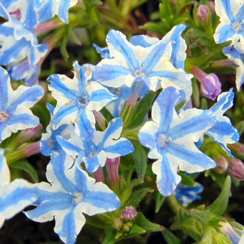 Steinsame Star - Lithodora diffusa (Blüte)