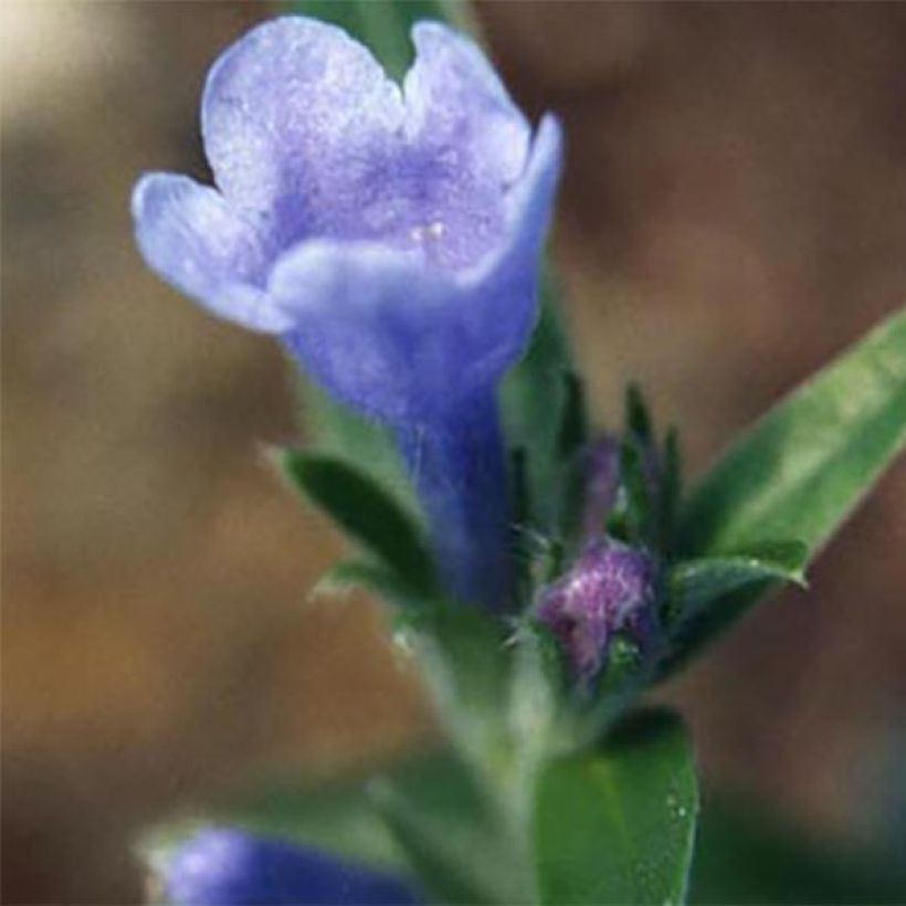 Ölbaumblättriger Scheinsteinsame - Lithodora oleifolia (Blüte)