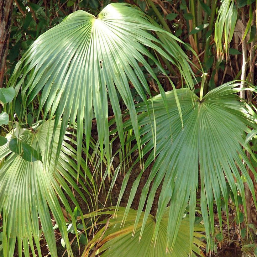 Livistona chinensis - Livingstonpalme (Laub)