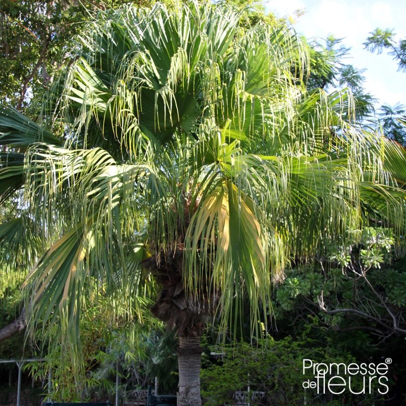 Livistona chinensis - Livingstonpalme (Hafen)