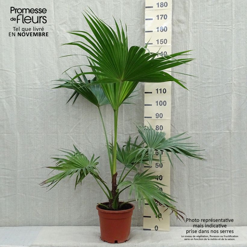 Exemplar von Livistona chinensis - Palmier éventail japonais  Pot de 7,5L/10L wie im Herbst geliefert