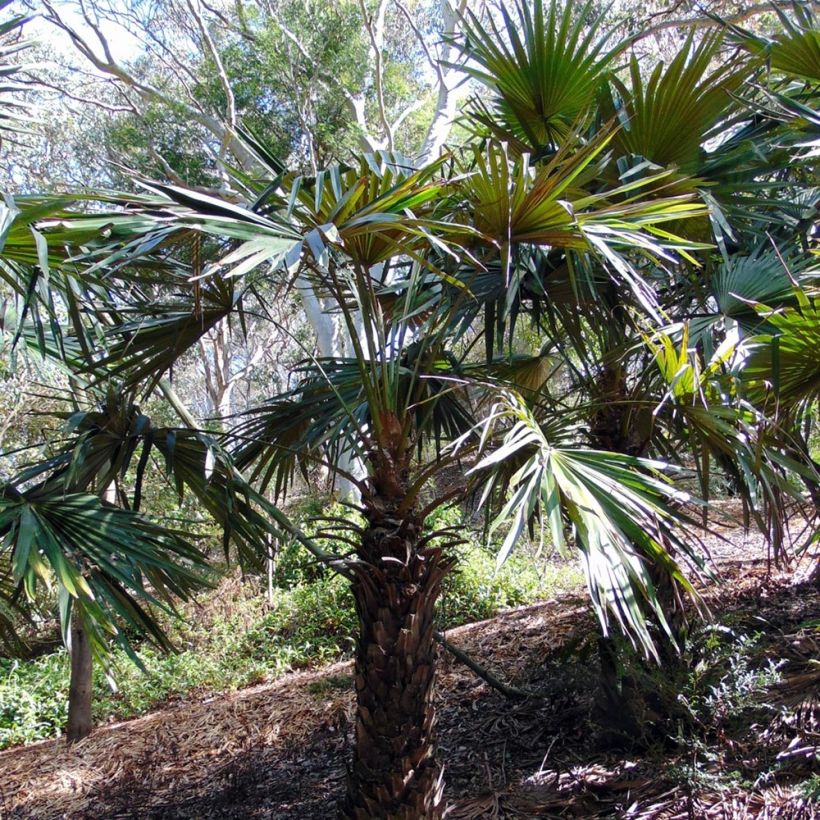 Livistona fulva - Livingstonpalme (Hafen)