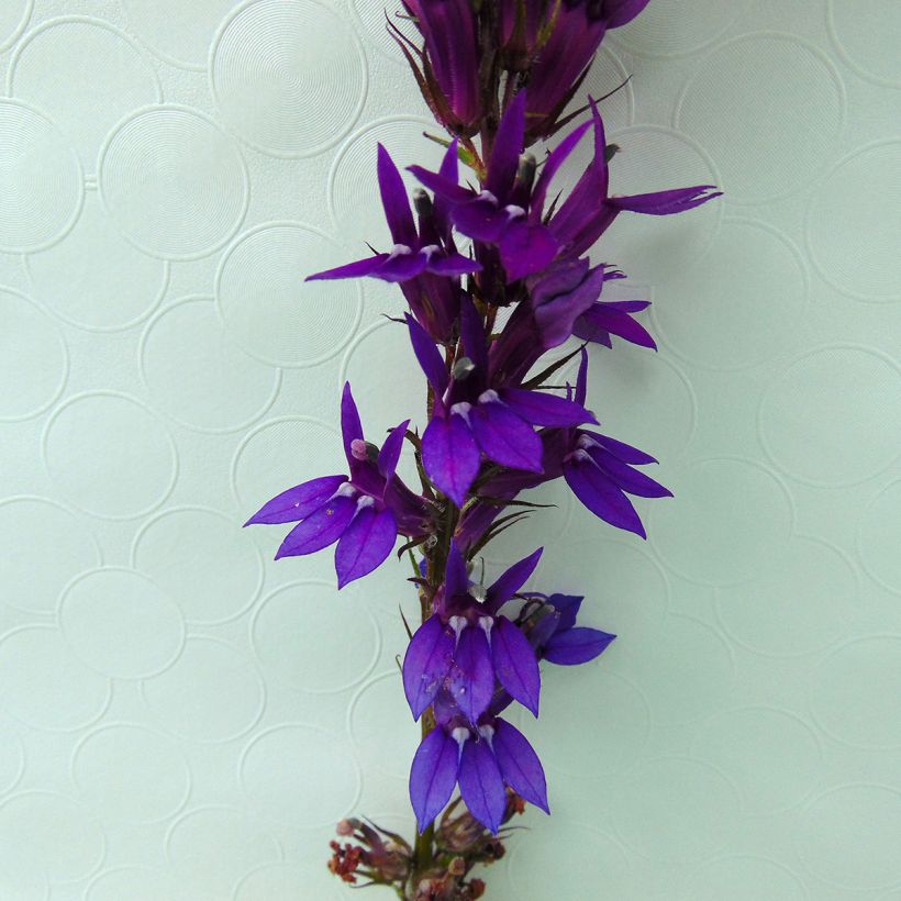 Lobelia gerardii Vedrariensis - Stauden-Lobelie (Blüte)