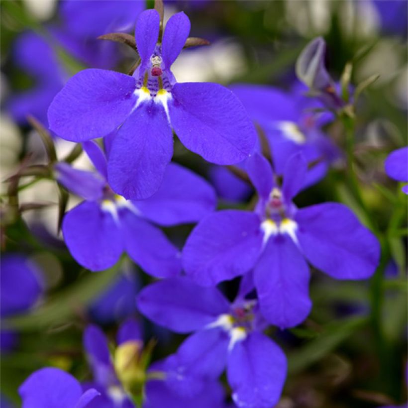 Lobelia erinus Deep Blue Star - Lobelie (Blüte)