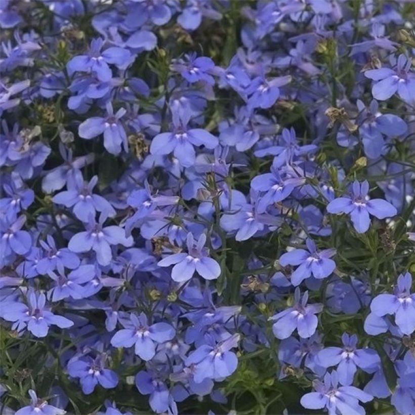 Lobelia erinus Hot Water Blue - Lobelie (Blüte)