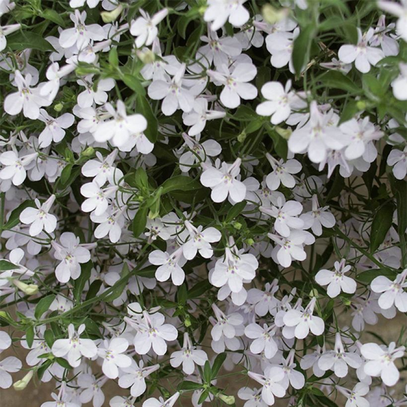 Lobelia erinus Anabel Snow White - Lobelie (Blüte)