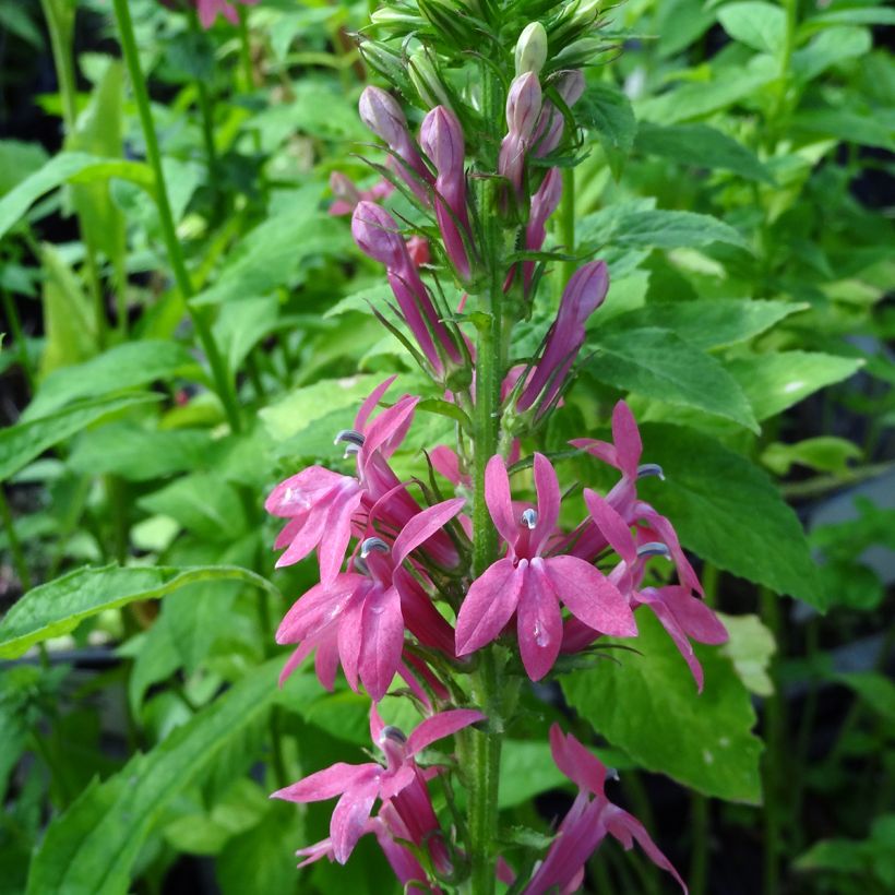 Prachtlobelie Monet Moment - Lobelia speciosa (Blüte)