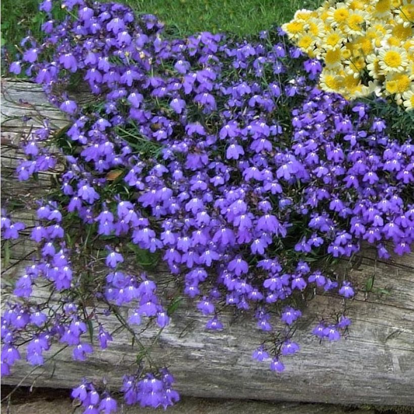 Lobelia erinus Crystal Palace - Lobelie (Hafen)