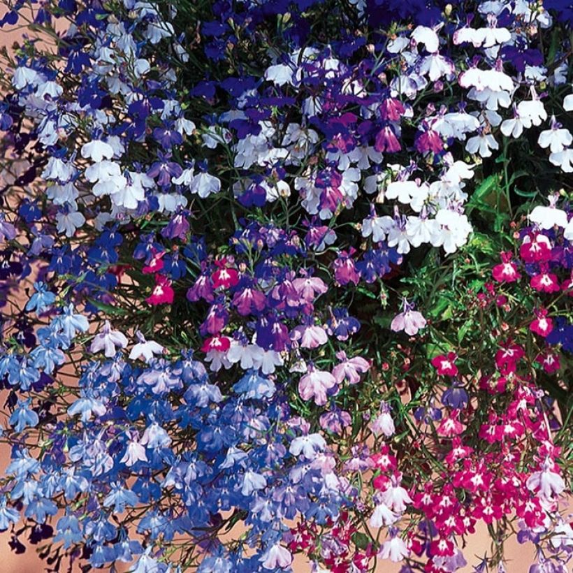 Lobelia erinus pendula Regatta Mix - Lobelie (Blüte)