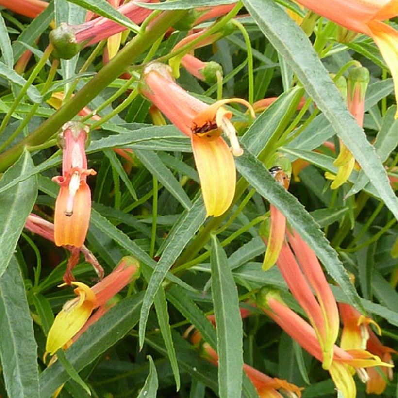 Lobelia laxiflora - Lobelie (Blüte)