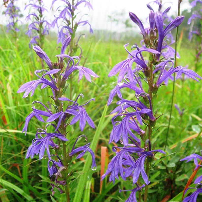 Lobelia sessilifolia - Lobelie (Blüte)