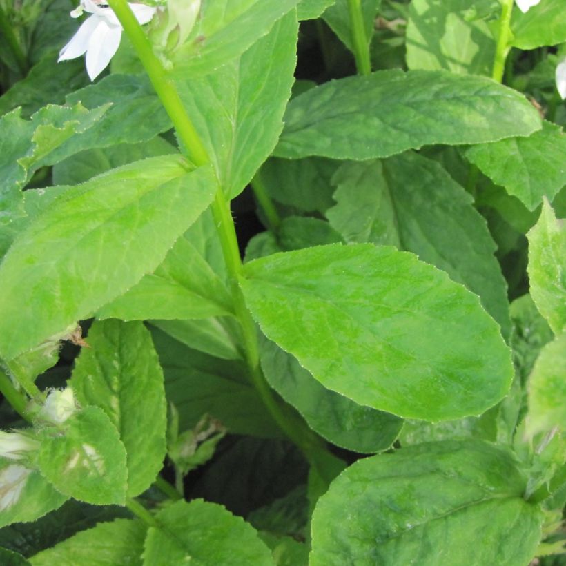 Stauden-Lobelie Alba - Lobelia siphilitica (Laub)