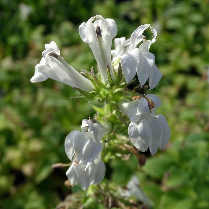 Stauden-Lobelie Alba - Lobelia siphilitica (Blüte)