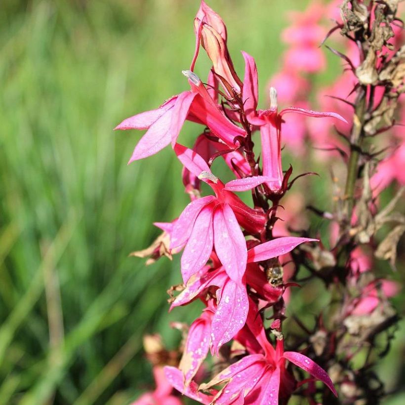 Prachtlobelie Fan Salmon - Lobelia speciosa (Blüte)