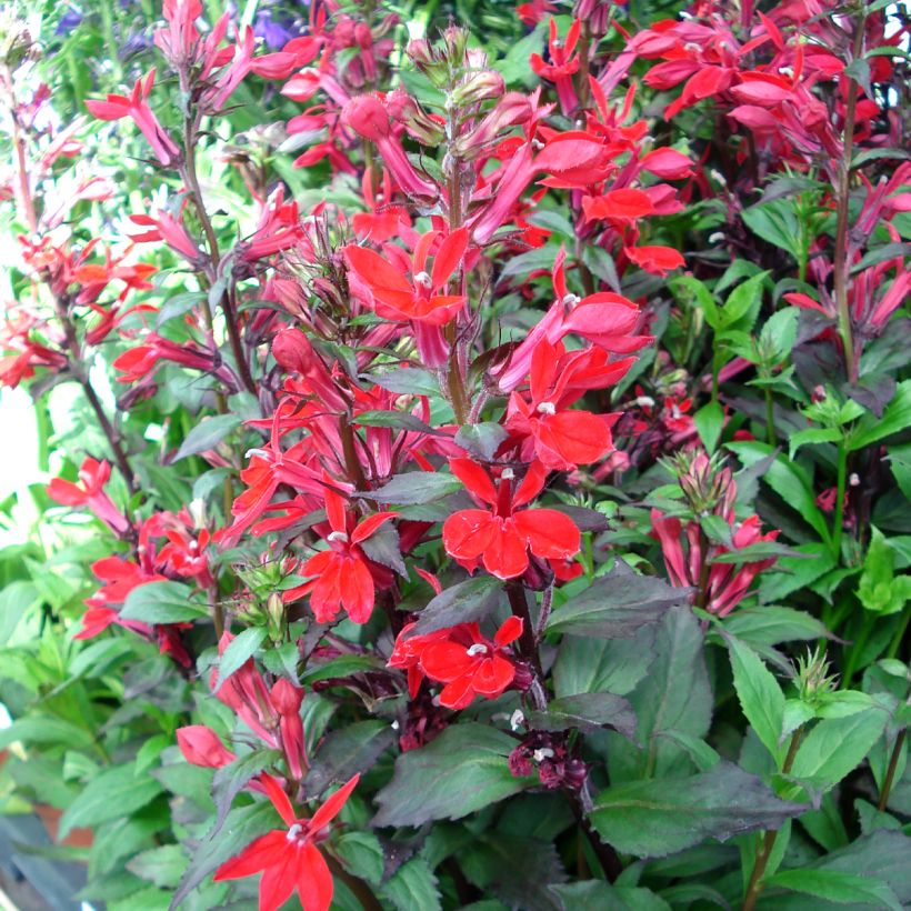 Prachtlobelie Fan Scharlach - Lobelia speciosa (Hafen)