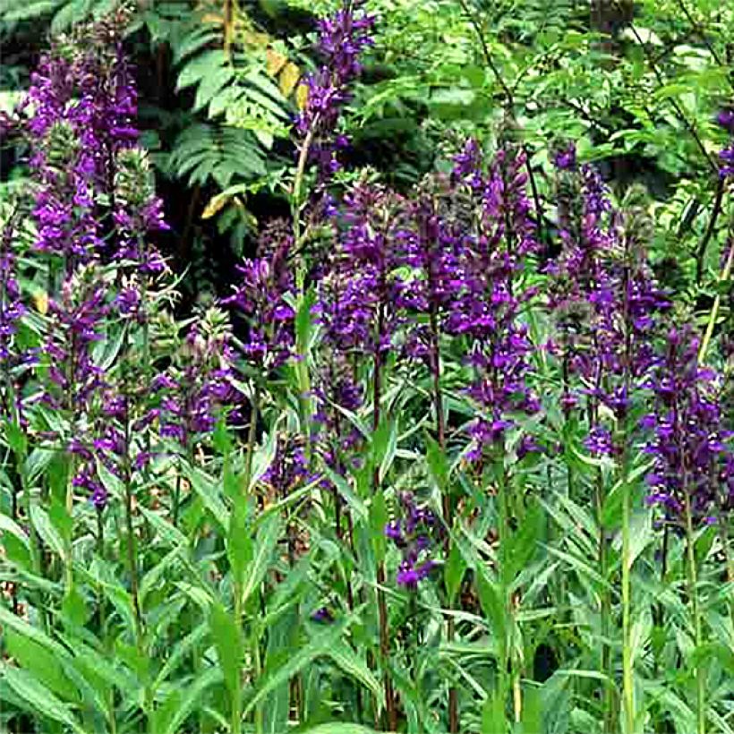 Prachtlobelie Kompliment Blau - Lobelia speciosa (Blüte)