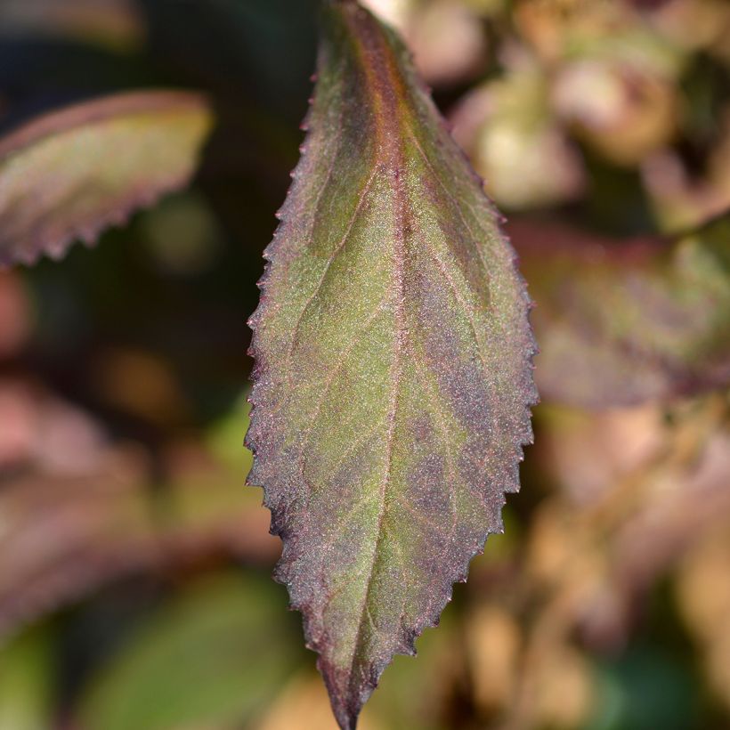 Prachtlobelie Starship Scarlet - Lobelia speciosa (Laub)