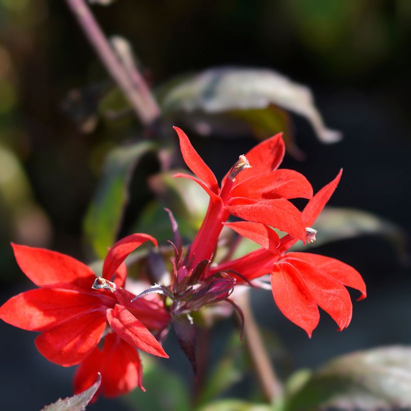 Prachtlobelie Starship Scarlet - Lobelia speciosa (Blüte)