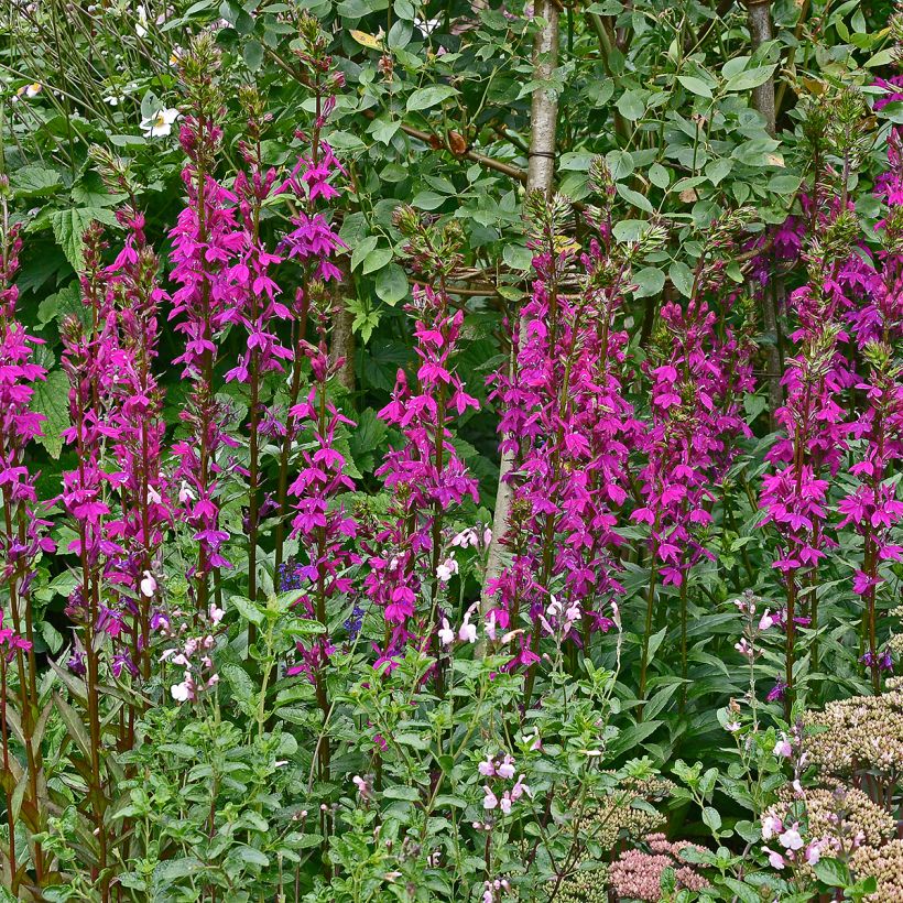 Prachtlobelie Tania - Lobelia speciosa (Hafen)