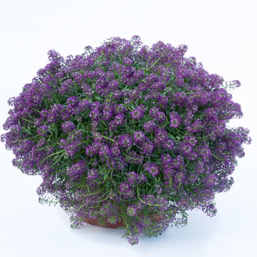 Strand-Silberkraut Princess in Purple - Lobularia (Blüte)