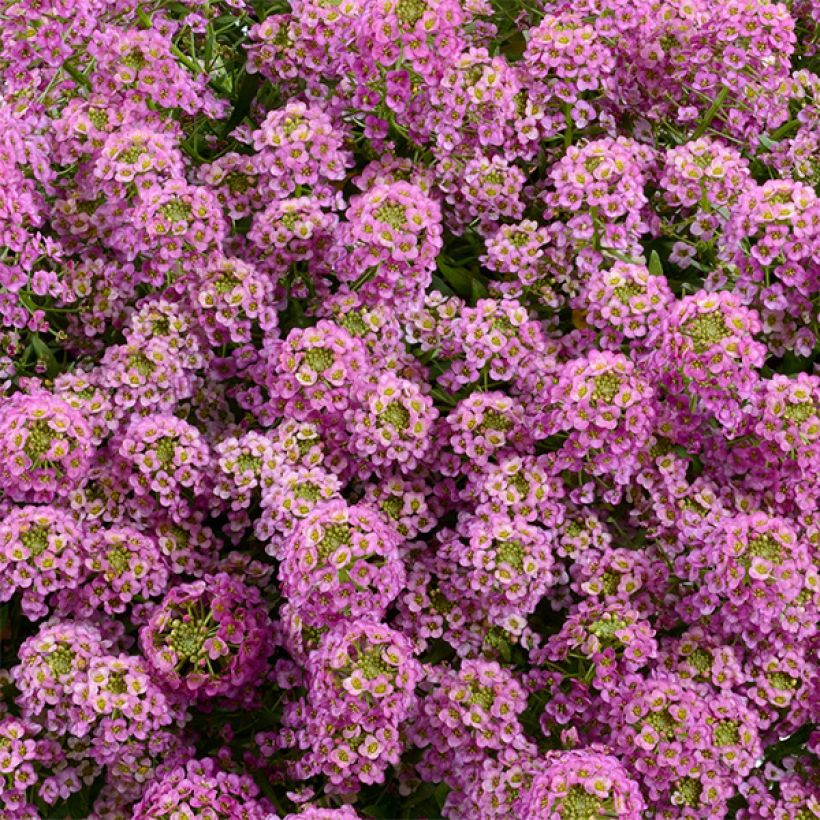 Strand-Silberkraut Raspberry Stream - Lobularia (Blüte)