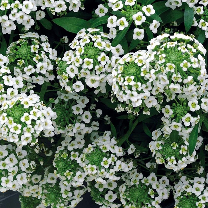 Strand-Silberkraut Snow Crystals - Lobularia (Blüte)