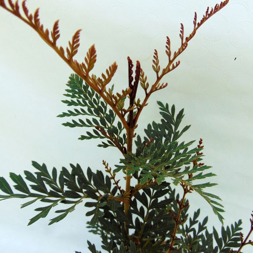 Lomatia ferruginea - Lomatie (Laub)