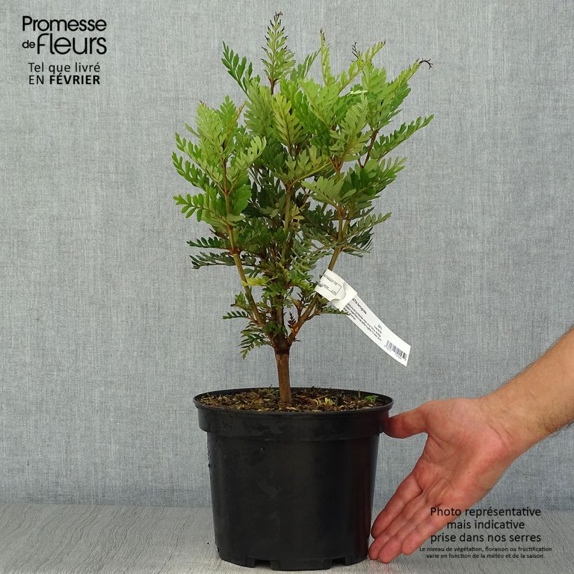 Exemplar von Lomatia ferruginea - Lomatie ferrugineuse Pot de 3L/4L wie im Herbst geliefert